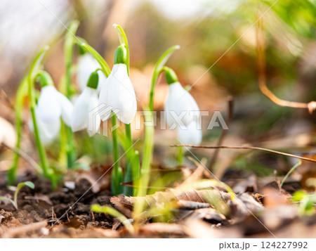 真冬の寒い朝に咲き始めたかわいいスノードロップの花 124227992