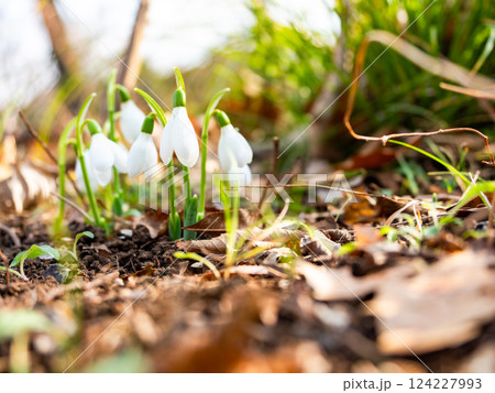 真冬の寒い朝に咲き始めたかわいいスノードロップの花 真冬の寒い朝に咲き始めたかわいいスノードロップの花 124227993