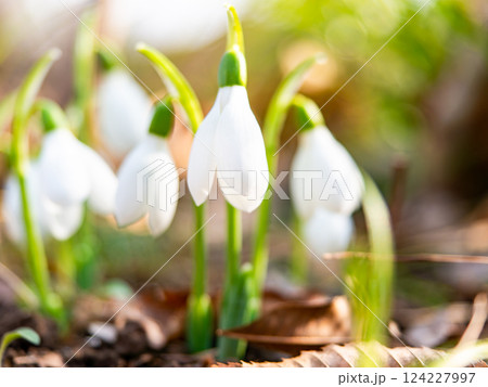 真冬の寒い朝に咲き始めたかわいいスノードロップの花 124227997