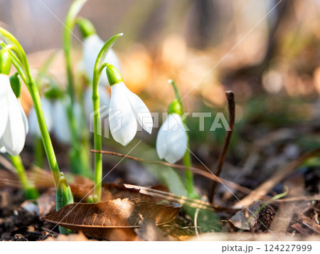 真冬の寒い朝に咲き始めたかわいいスノードロップの花 真冬の寒い朝に咲き始めたかわいいスノードロップの花 124227999