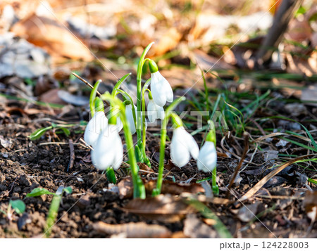 真冬の寒い朝に咲き始めたかわいいスノードロップの花 真冬の寒い朝に咲き始めたかわいいスノードロップの花 124228003