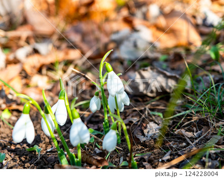 真冬の寒い朝に咲き始めたかわいいスノードロップの花 124228004
