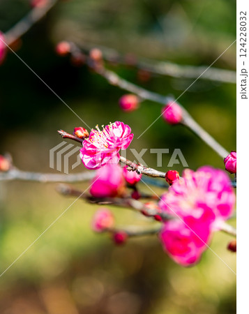 新春にいよいよ咲き始めた美しい紅梅 124228032