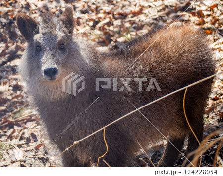 茶臼山動物園のニホンカモシカ 124228054