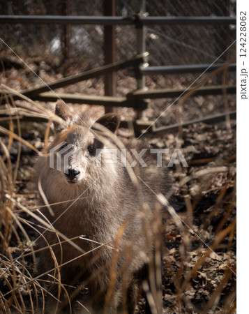 茶臼山動物園のニホンカモシカ 124228062