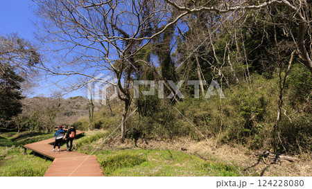 三浦半島の小網代の森 124228080