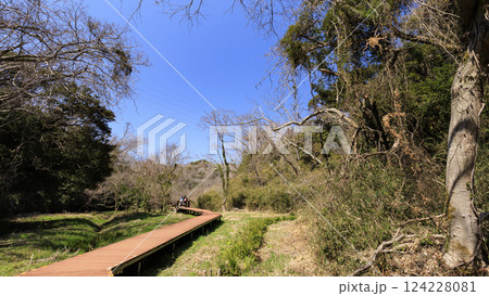 三浦半島の小網代の森 三浦半島の小網代の森 124228081