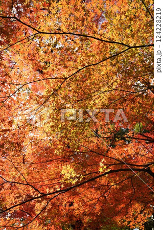 Background of ed color maple leaf during autumn season Background of ed color maple leaf during autumn season 124228219