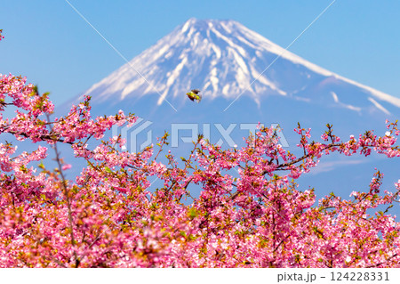 静岡県沼津市井田　駿河湾に面する斜面の早咲き河津桜に飛来するメジロと冠雪した富士山の景色 124228331