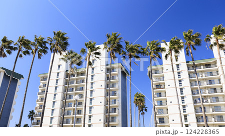 青空に映えるヤシの木 124228365