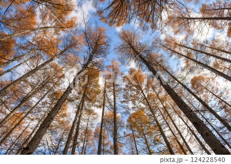 Find peace in the silence of a misty dawn beneath towering pine trees, captured in a horizontal photo that embodies the beauty of nature's meditation. Find peace in the silence of a misty dawn beneath towering pine trees, captured in a horizontal photo that embodies the beauty of nature's meditation. 124228540