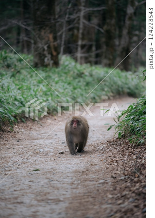 Wild monkey in a lush jungle, black primate walking alone. A cute, fuzzy-tailed creature showcasing the fragile beauty of nature's ecosystem. Wild monkey in a lush jungle, black primate walking alone. A cute, fuzzy-tailed creature showcasing the fragile beauty of nature's ecosystem. 124228543
