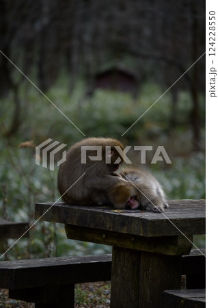 Adorable Japanese monkey family in a rainforest habitat. Grooming, curious expressions, and funny behavior captured in a charming portrait of wildlife. Adorable Japanese monkey family in a rainforest habitat. Grooming, curious expressions, and funny behavior captured in a charming portrait of wildlife. 124228550