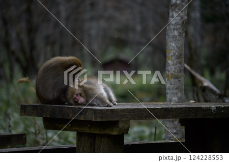 Mother and baby monkey bonding in Japan's jungle. Adorable grooming moments, curious expressions, and tropical wildlife captured in captivating family portrait. Mother and baby monkey bonding in Japan's jungle. Adorable grooming moments, curious expressions, and tropical wildlife captured in captivating family portrait. 124228553
