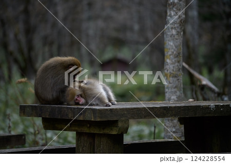 Adorable monkey family in a Japanese rainforest, showcasing grooming and curious expressions. Funny behavior captured in their natural tropical habitat. 124228554
