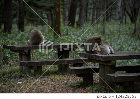 Japanese monkey family in their natural rainforest habitat. Adorable grooming interactions, curious expressions, and funny behavior captured in a charming portrait. Japanese monkey family in their natural rainforest habitat. Adorable grooming interactions, curious expressions, and funny behavior captured in a charming portrait. 124228555