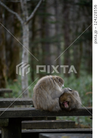 Adorable Japanese monkey family in a rainforest habitat. Grooming, curious expressions, and funny behavior captured in a charming portrait of wildlife. 124228556