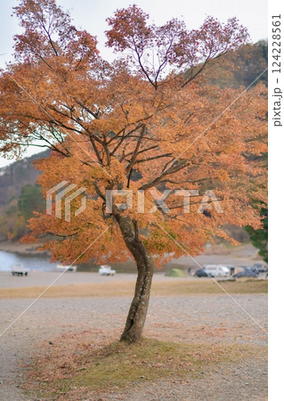 Immerse yourself in the peaceful romance of Kyoto's autumnal beauty. Vibrant red and orange maple foliage bathed in golden sunlight creates a harmonious and idyllic scene, perfect for serene 124228561