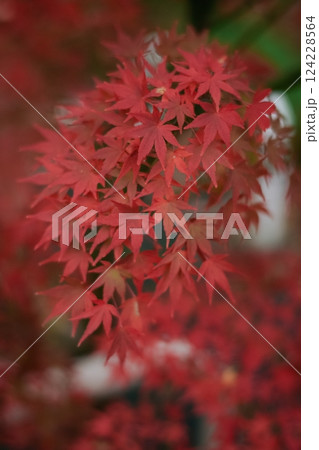Japanese maple leaves in bright colors bring a sense of peace and relaxation to the scenery. A serene and tranquil scene capturing the essence of fall. Japanese maple leaves in bright colors bring a sense of peace and relaxation to the scenery. A serene and tranquil scene capturing the essence of fall. 124228564