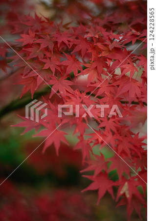 Lonely and peaceful, the abstract beauty of fall in Kyoto is portrayed through the vibrant colors of maple leaves. A tranquil and calming scene. Lonely and peaceful, the abstract beauty of fall in Kyoto is portrayed through the vibrant colors of maple leaves. A tranquil and calming scene. 124228565