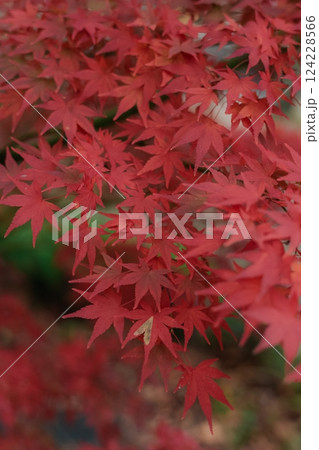 Red and orange maple leaves create a border of peace and quiet in Kyoto, Japan. A serene and idyllic depiction of fall's beauty. 124228566