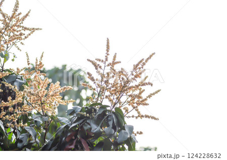 longan, thai fruit or Dimocarpus longan blossom or longan flower 124228632