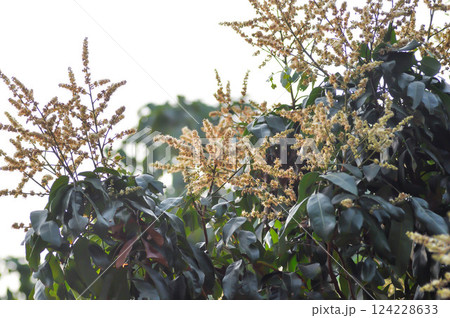 longan, thai fruit or Dimocarpus longan blossom or longan flower 124228633