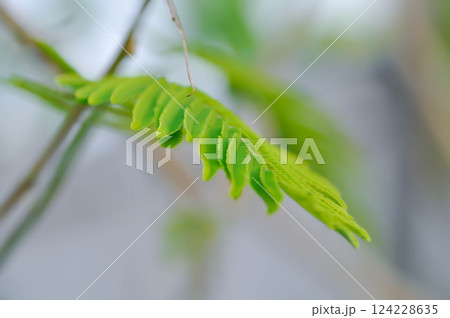 Acacia pennata, Tropical Acacia  or Climbing wattle or Acacia, Cha om or FABACEAE or LEGUMINOSAE or MIMOSOIDEAE or MIMOSACEAE 124228635