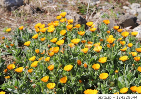 早春の庭に咲く黄色いヒメキンセンカ（冬知らず）の橙色の花 124228644