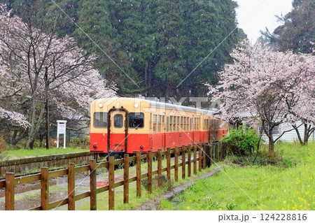 小湊鐵道「桜満開の月崎駅に舞う雪」 124228816