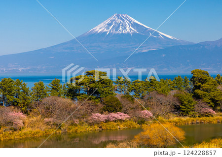 静岡県沼津市井田　明神池沿いの早咲き河津桜と駿河湾越しの雪化粧の富士山の景色 124228857