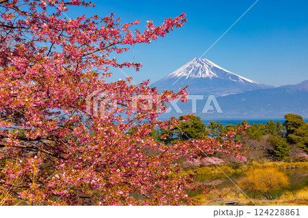 静岡県沼津市井田　斜面の早咲き河津桜と駿河湾越しの雪化粧の富士山の景色 124228861