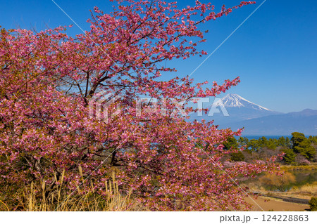 静岡県沼津市井田 斜面の早咲き河津桜と駿河湾越しの雪化粧の富士山の景色 静岡県沼津市井田 斜面の早咲き河津桜と駿河湾越しの雪化粧の富士山の景色 124228863