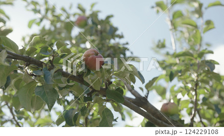 red apple on apple tree with sun peeking through leaves red apple on apple tree with sun peeking through leaves 124229108