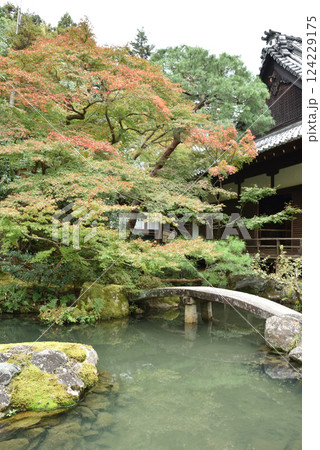 色づき始めた青蓮院庭園 相阿弥の庭 小御所と龍心池 色づき始めた青蓮院庭園 相阿弥の庭 小御所と龍心池 124229175