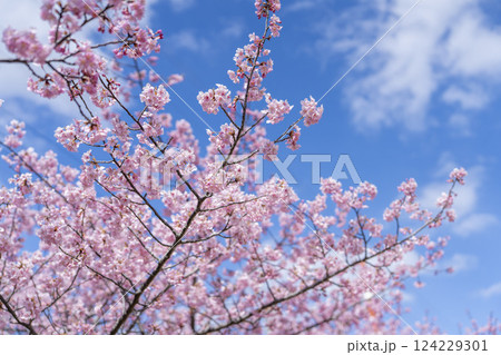 青空と勿来発電所に咲く河津桜　福島県いわき市 124229301