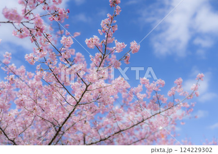 青空と勿来発電所に咲く河津桜 福島県いわき市 青空と勿来発電所に咲く河津桜 福島県いわき市 124229302