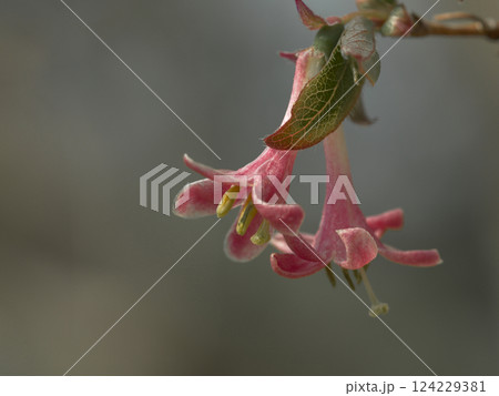早春に花を咲かせる山野草 スイカズラ科ウグイスカグラの淡紅色の花 124229381