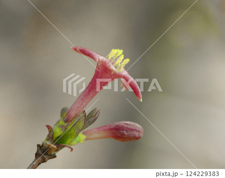早春に花を咲かせる山野草 スイカズラ科ウグイスカグラの淡紅色の花 124229383