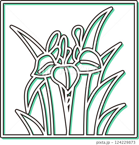 カラーシャドウ正方形シンプル花札　菖蒲　杜若　皐月　5月　菖蒲のカス 124229873