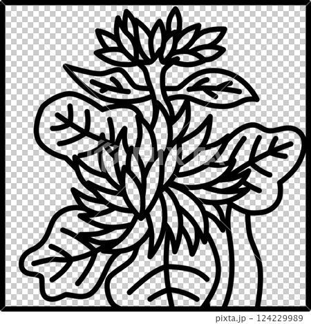 線画正方形シンプル花札 長月 菊 9月 菊のカス 線画正方形シンプル花札 長月 菊 9月 菊のカス 124229989