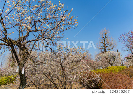 【東京都】羽根木公園の梅林 124230267