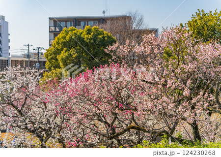 【東京都】羽根木公園の梅林 124230268
