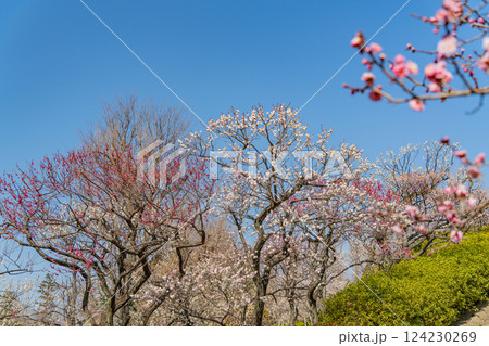 【東京都】羽根木公園の梅林 124230269