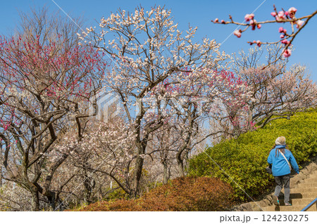 【東京都】羽根木公園の梅林 124230275