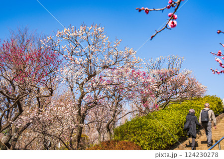 【東京都】羽根木公園の梅林 124230278