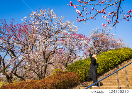 【東京都】羽根木公園の梅林 【東京都】羽根木公園の梅林 124230280
