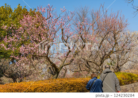 【東京都】羽根木公園の梅林 124230284