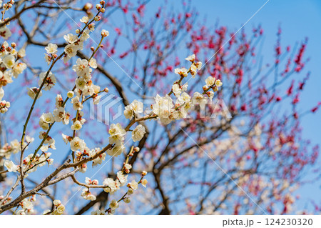 【東京都】羽根木公園・梅林の紅白梅 【東京都】羽根木公園・梅林の紅白梅 124230320