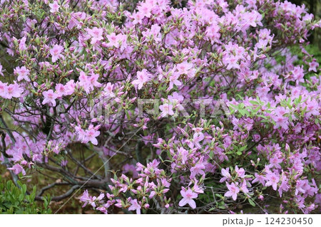 庭園に咲いている春の花 庭園に咲いている春の花 124230450